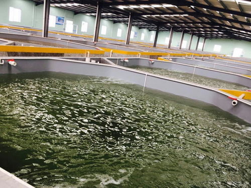 工厂化水产养殖,怎么进行水处理才是最适合的